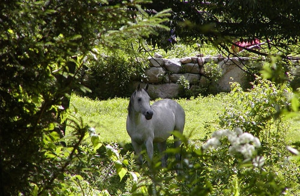 The Inn on the Horse Farm - photo 16