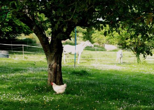 La Demeure D’ervee — Isigny-Sur-Mer — photo 2