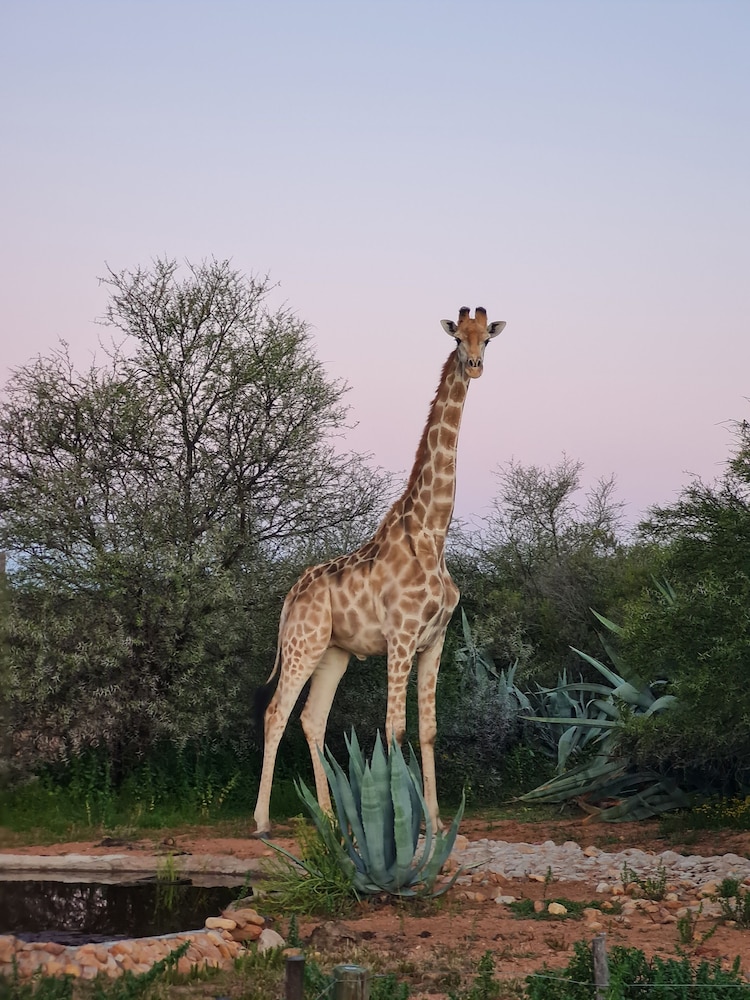 Zwartberg View Mountain Lodge — 4-Star Luxury Hotel in Oudtshoorn, South Africa