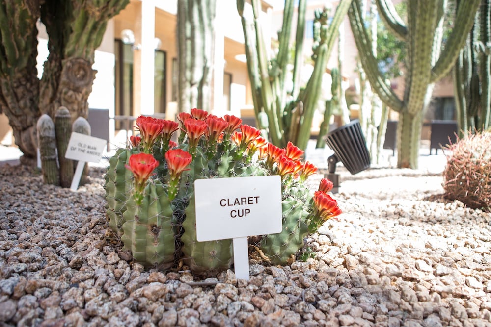 Courtyard by Marriott Phoenix Mesa - photo 26