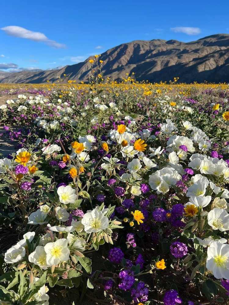 Borrego Springs Resort & Spa - photo 25