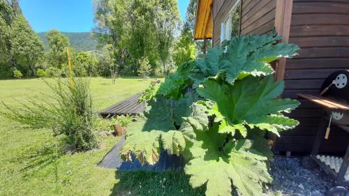 Entre Pinos Y Luceros Acogedora Cabaña Rústica — Villarrica — photo 5