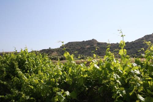 Alonia Villas