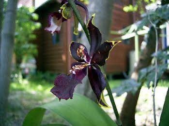 Planula Bed & Breakfast Retreat