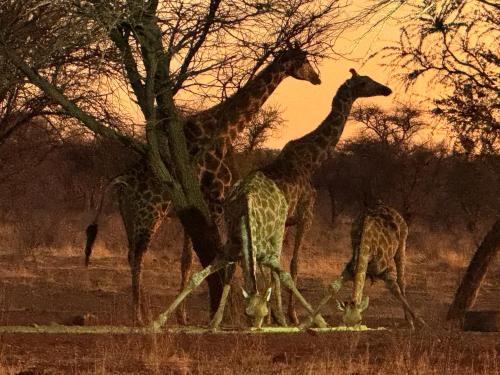 Big Cats Namibia Farmstay & Tours — Outjo — photo 3