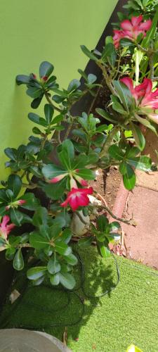 Le petit cactus — Bras-Panon — photo 2