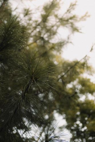 Rindang Glamping — Malang — photo 5