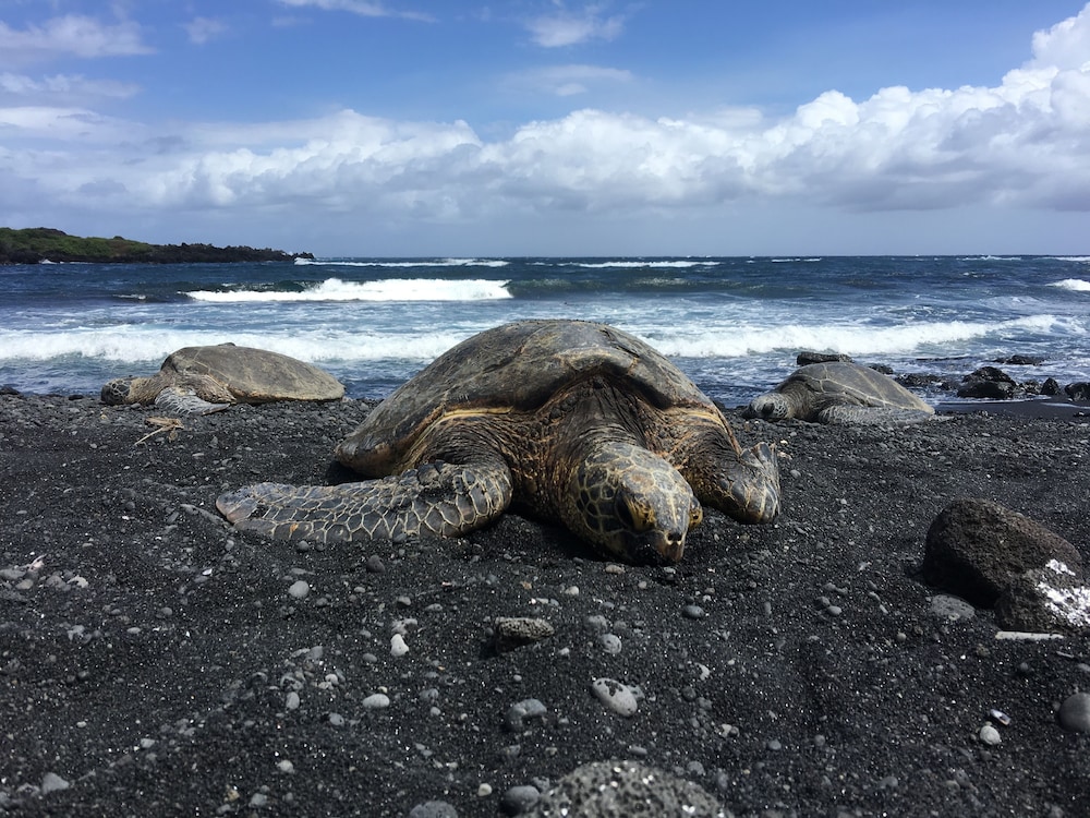 Hawaii Island Resort - photo 33