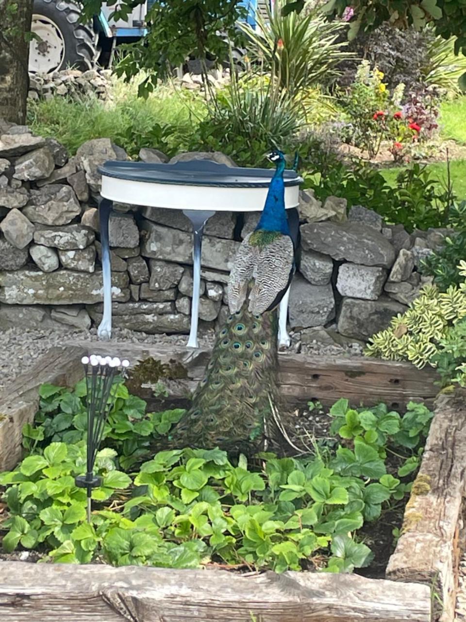 Family and pet friendly farm stay