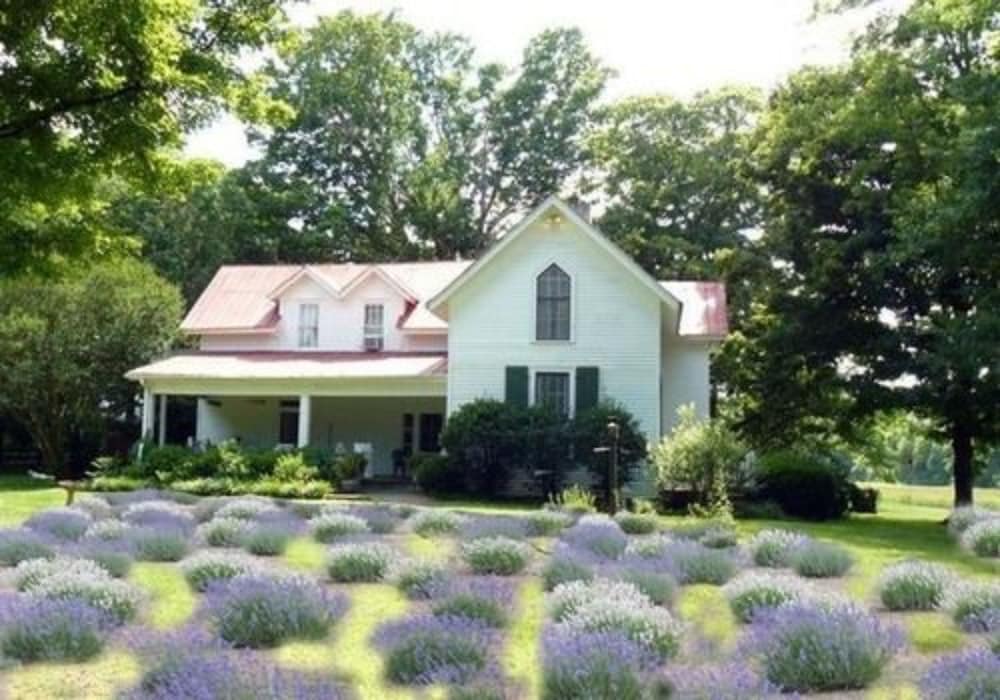 Mulberry Lavender Farm and B&B - photo 35