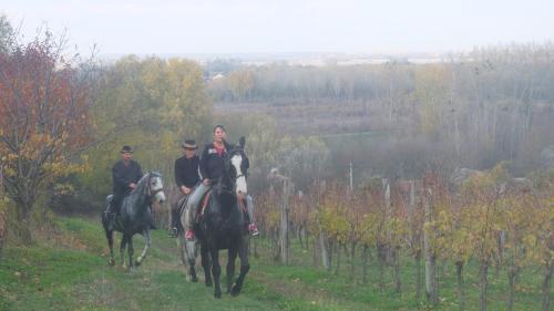 Country House Baranjski Tulipan — Draz — photo 5