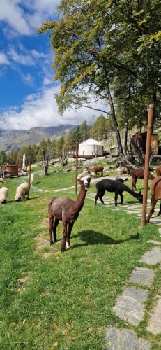 MonvisoRelax - carbon neutral hotel in Ostana
