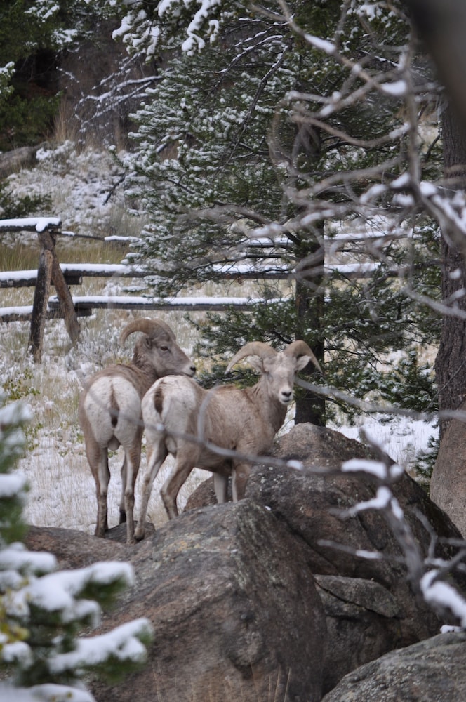 Homestake Lodge - photo 25