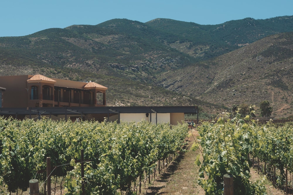 Vineyard