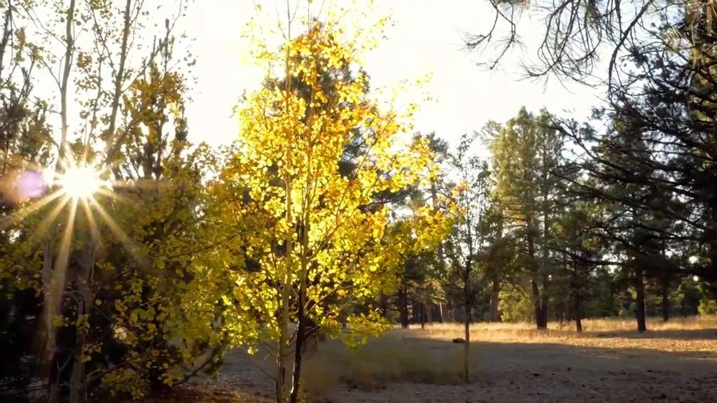 Little America Flagstaff - photo 17