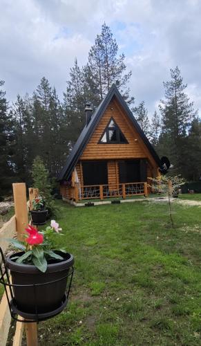 Pine forest White in Zabljak, Montenegro
