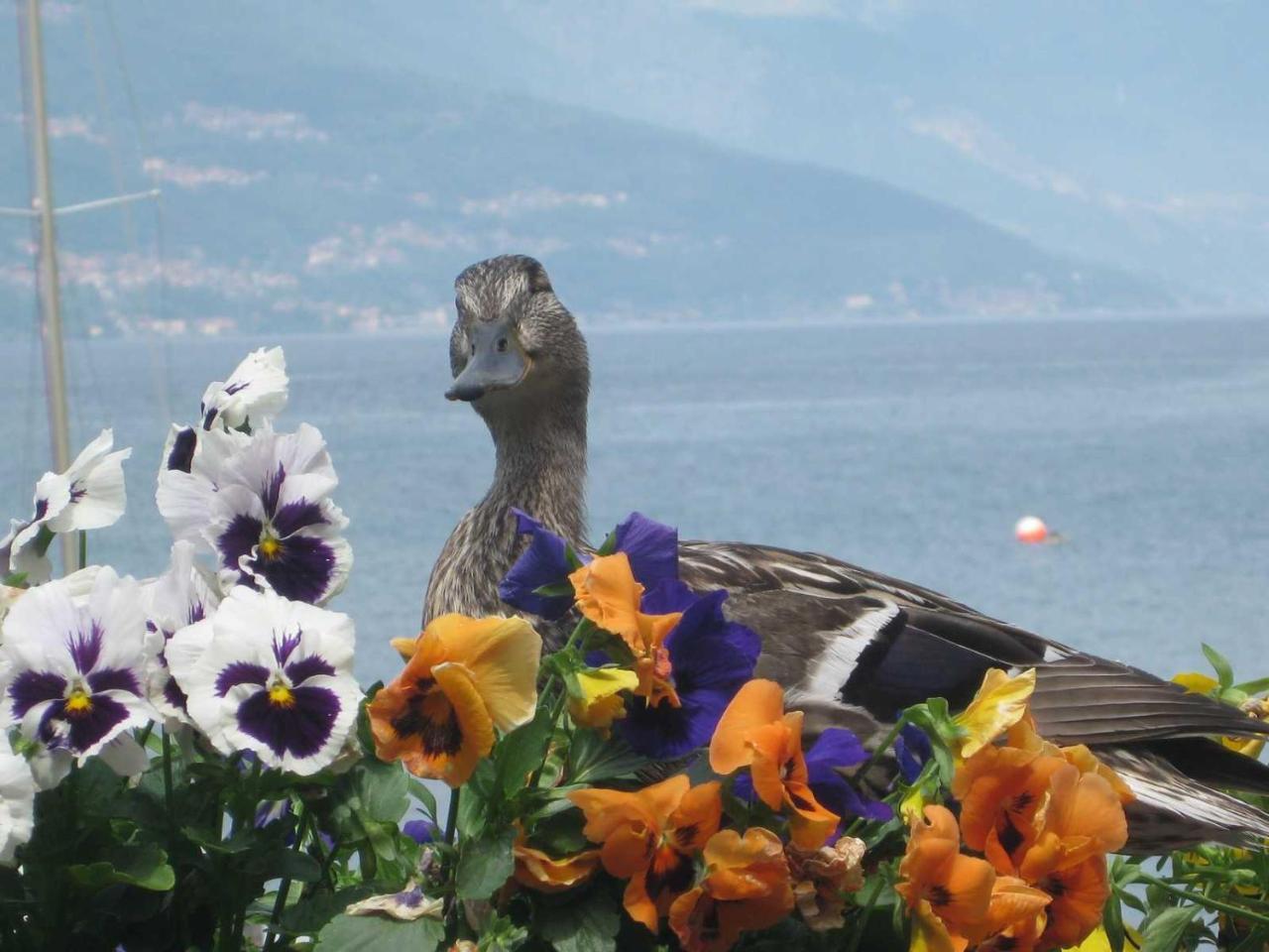 Divina Vita Apartments — 4-Star Luxury Hotel in Varenna, Italy