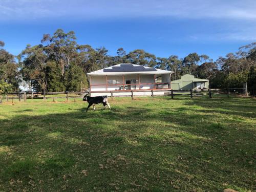 Kangaroo hill in Sussex Inlet, Australia