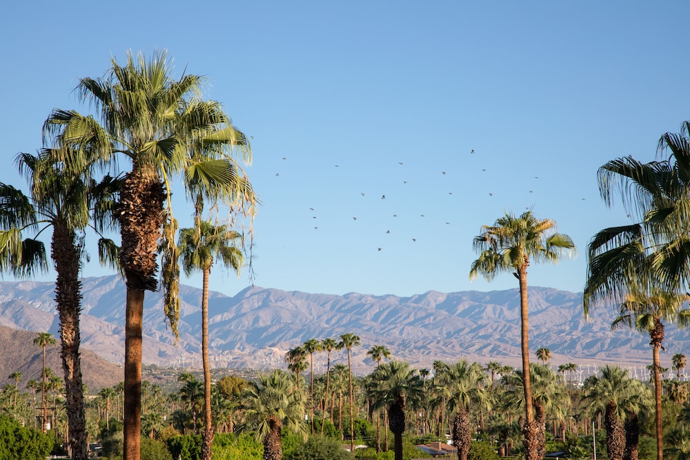 The Saguaro Palm Springs - photo 87