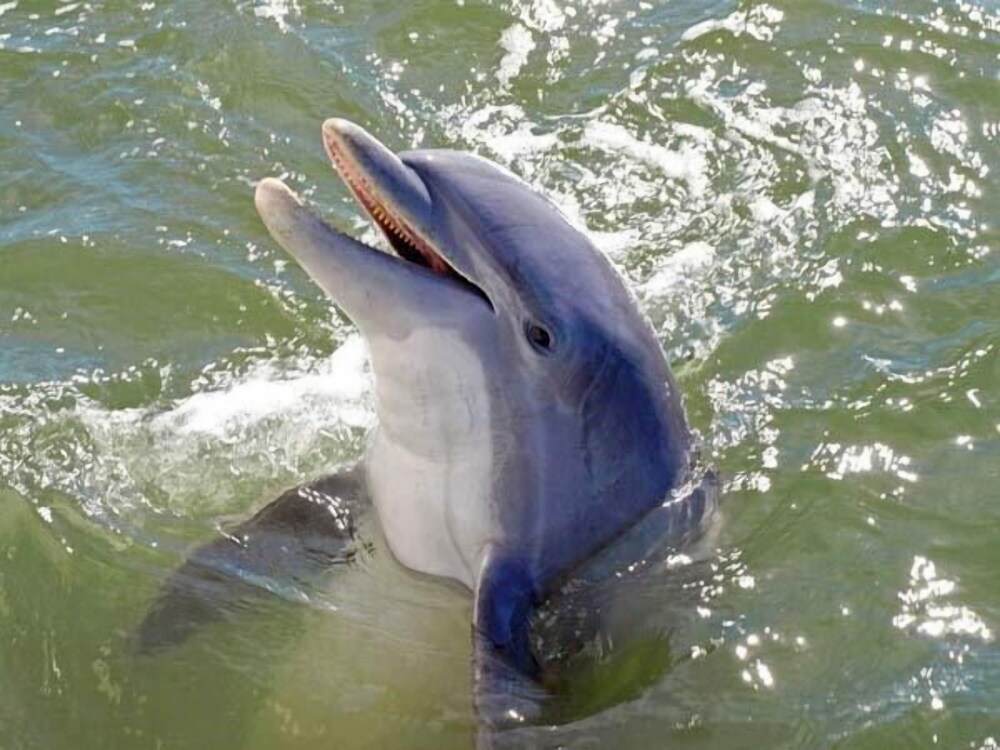 Shorewood 203 - photo 13