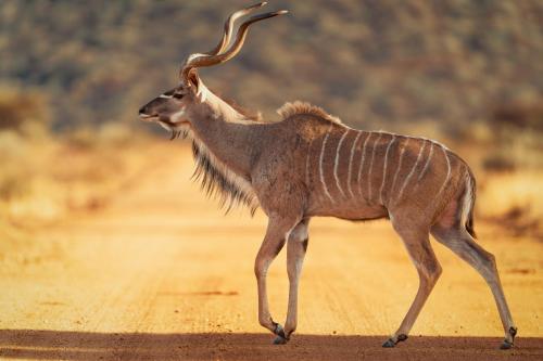 Okonjima Plains Camp — Otjiwarongo — photo 4