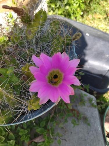 La Mexicana — Unknown City — photo 2