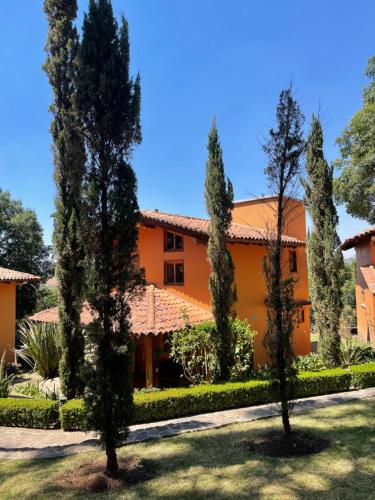 Ciclamen in Mazamitla, Mexico