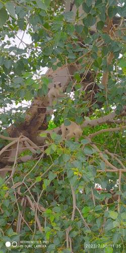 Alka guest house — Pushkar — photo 2
