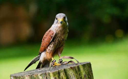 Bird House Sleep with the Owls — 4-Star Luxury Hotel in Carlisle, United Kingdom