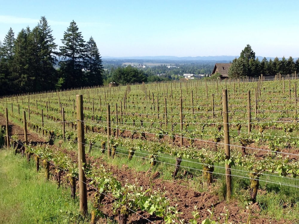 Vineyard View Inn - photo 17