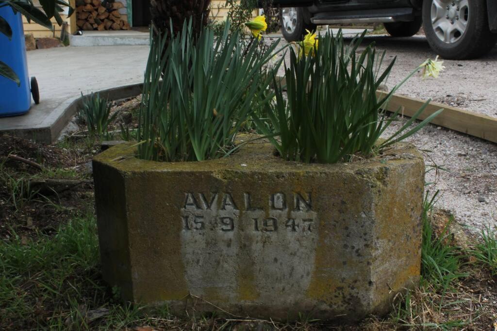 Avalon Blue @ Derby Blue Derby Endorsed — Derby — photo 3