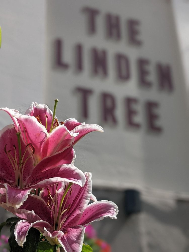 The Linden Tree in Gloucester, United Kingdom