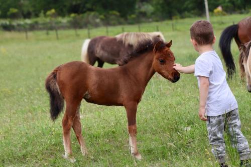Logement Atypique Chevaux Miniatures Rhea Horses — hotel in Bargemon