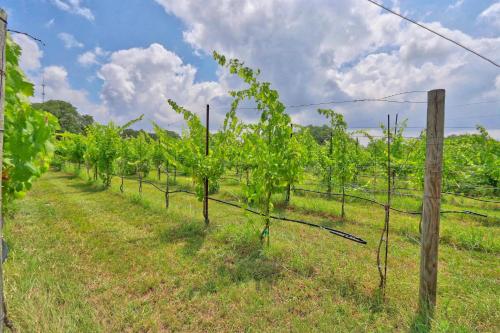 Fall Creek Vineyards Wine Country Inn - photo 22