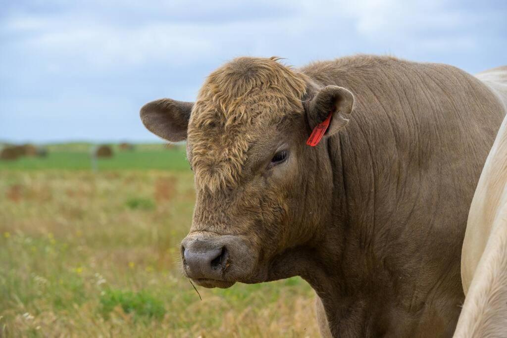 Adelaide Hills Country Paradise in Unknown City, Australia