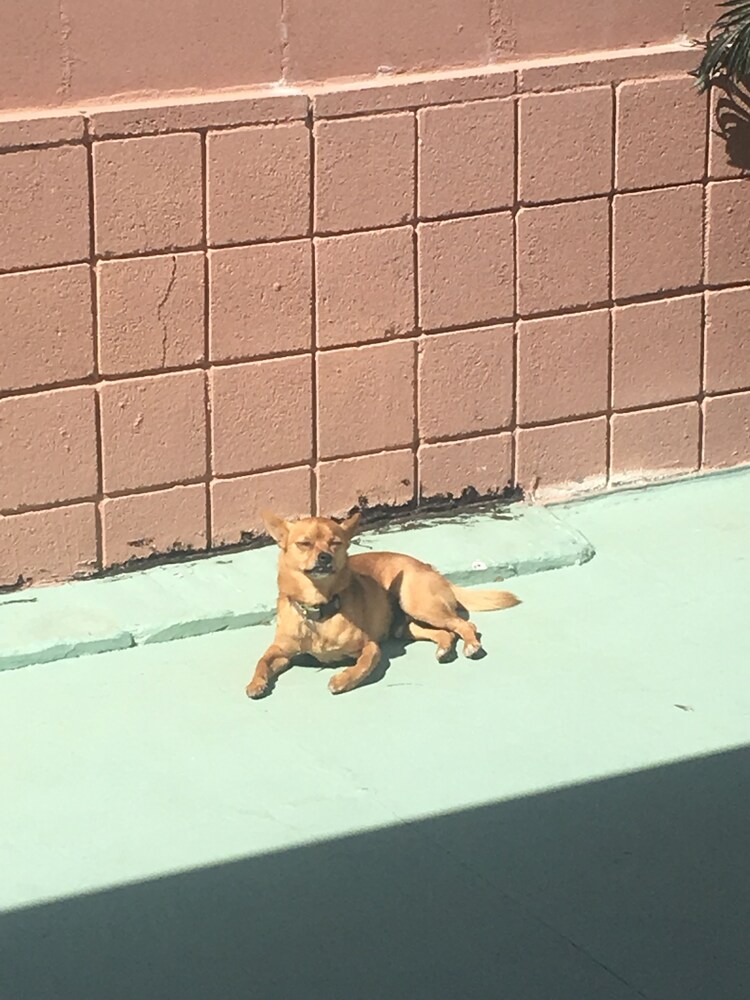 Inn at Palm Springs - photo 13