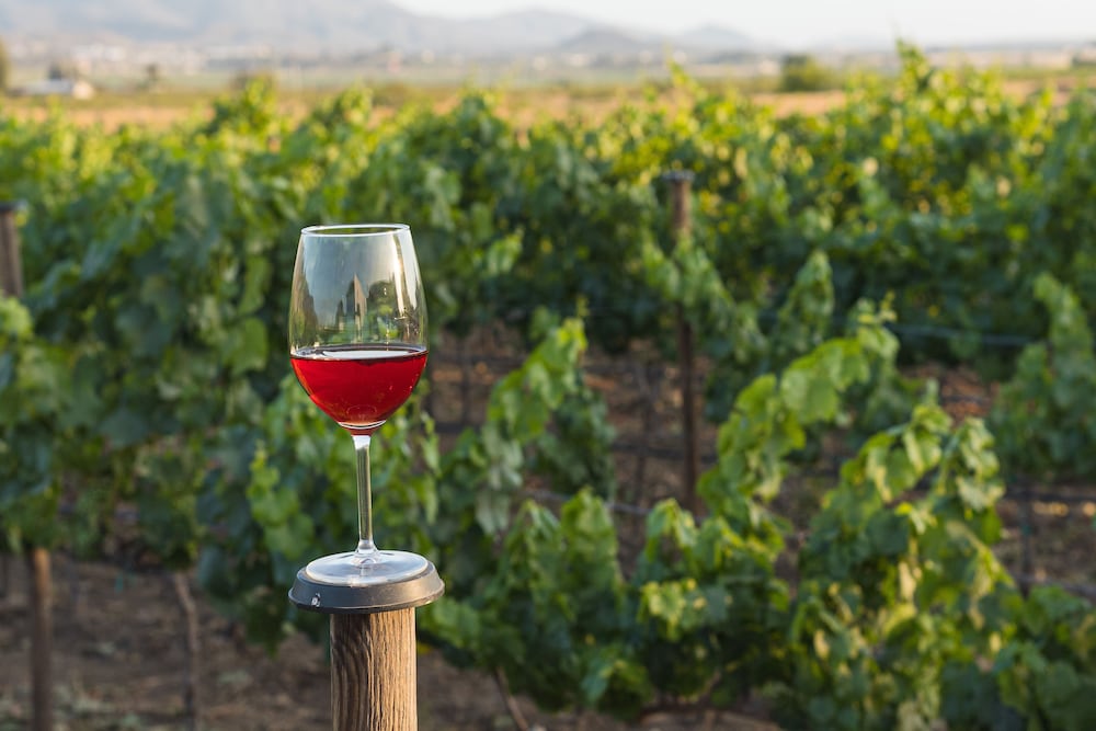 Vineyard