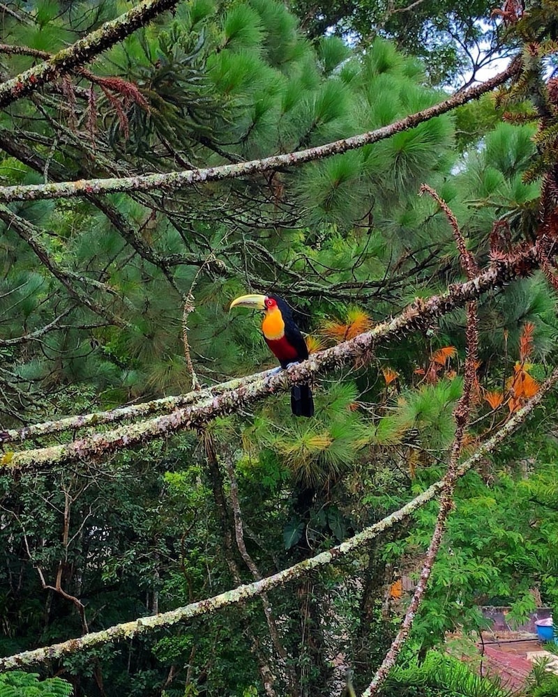 Casa Fazenda Inglesa Petrópolis RJ — 4-Star Luxury Hotel in Petropolis, Brasil