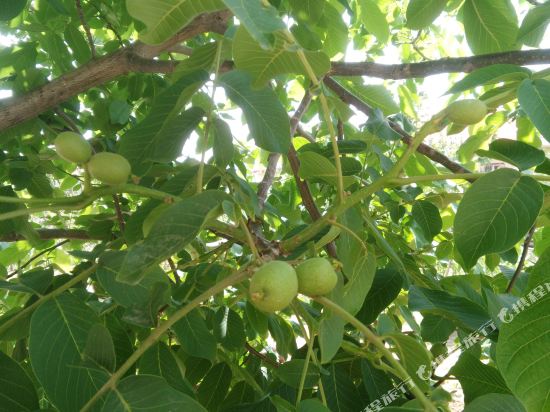 NXZWtongsheyaju in Zhongwei, People's Republic of China