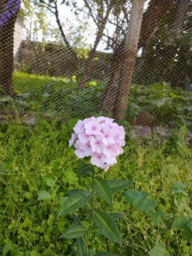 Guest House Arsha
