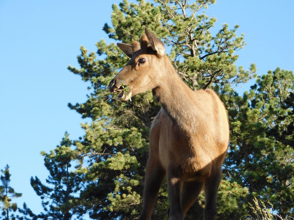 Coyote Mountain Lodge - photo 139