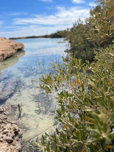Ciro in Sharm El-Sheikh, Egypt