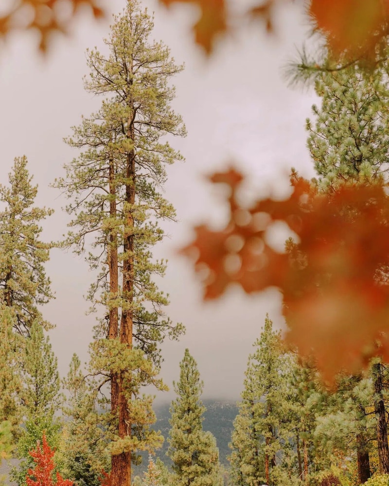 Colorado Lodge - photo 125