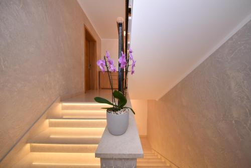Apartmani Petra — hotel in Vir