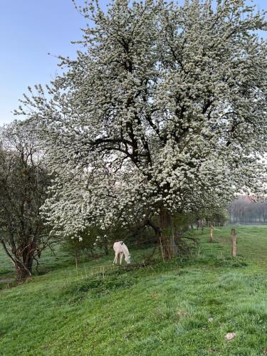 Chaty U Žabáka in Netolice, Czech Republic