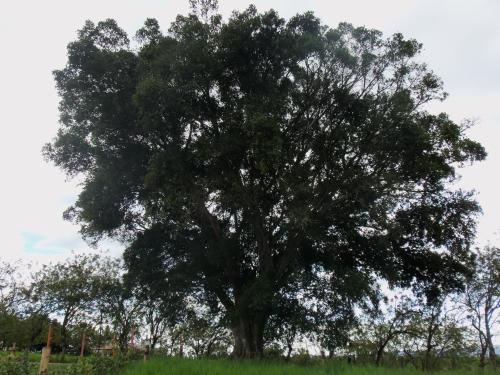Finca Hotel Los Cerezos Quindio in Montenegro, Colombia