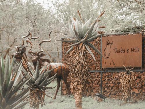 Thaba eNtle Private Boutique Game Farm in Thabazimbi, South Africa