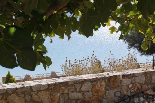 Villa Elaia Mirtila 50m From Sea — Agios Dimitrios — photo 3