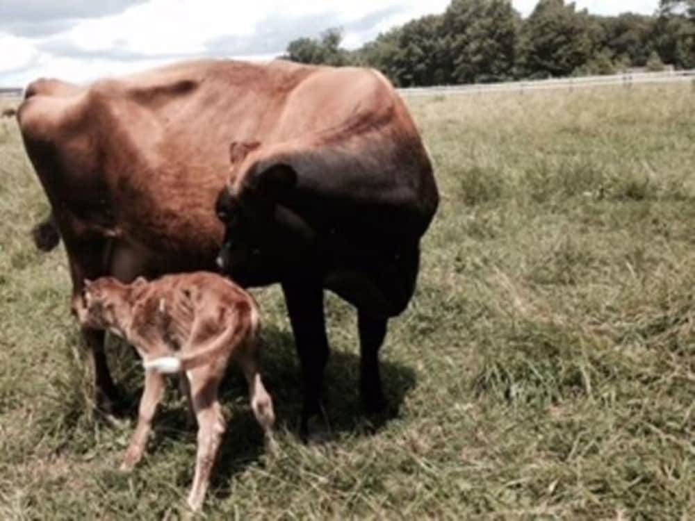 Flint Hill Farm AG - photo 49
