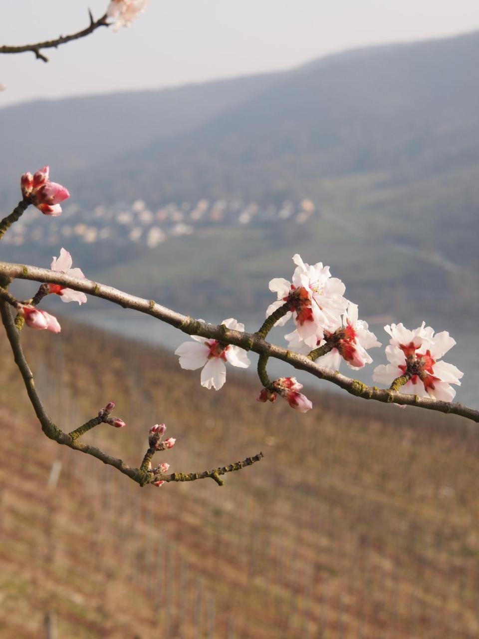 Gastehaus Weingut Rossler in Lorch, Germany